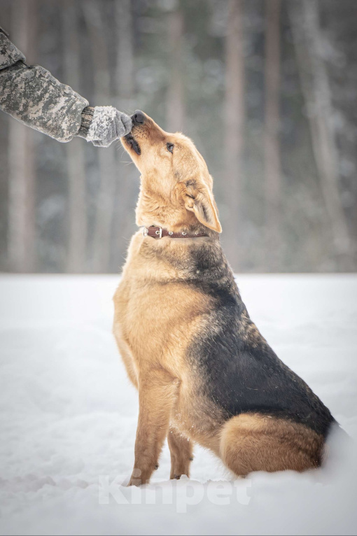 Собаки в Клине: Санни — солнечная собачка Девочка, Бесплатно - фото 5