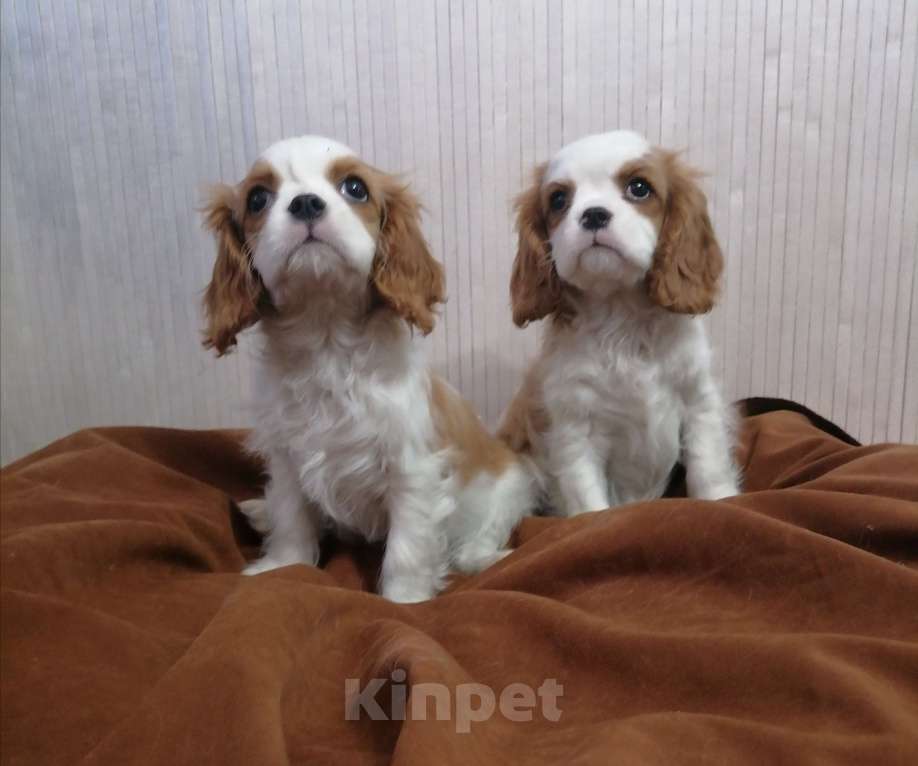 Собаки в Москве: Кавалер Кинг Чарльз спаниель 2, 5мес Девочка, 120 000 руб. - фото 1