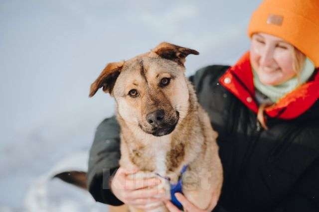 Собаки в Москве: Сади, собака-подросток, которая не умеет любить вполсилы Девочка, Бесплатно - фото 6