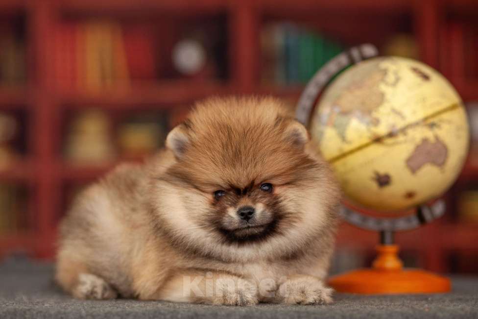 Собаки в Москве: Щенки померанского шпица Мальчик, 50 000 руб. - фото 6