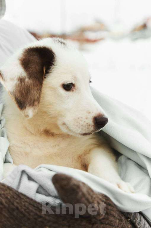 Собаки в Тюмени: Отдам щенка в добрые руки Девочка, Бесплатно - фото 3