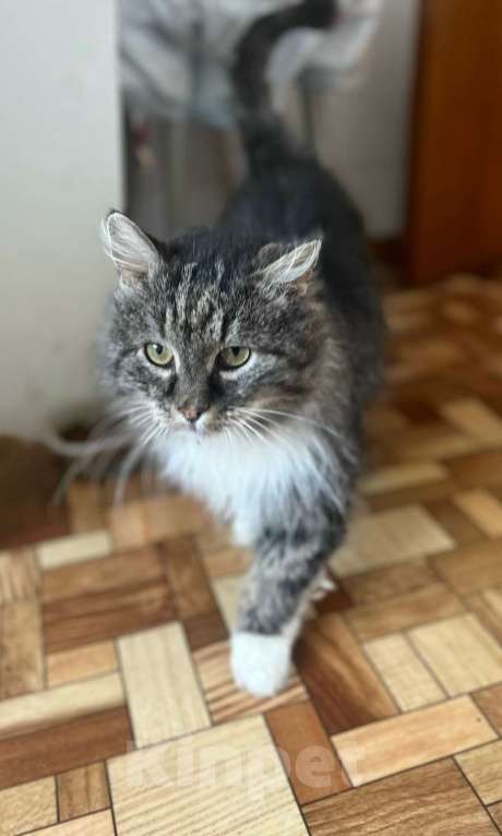 Кошки в Санкт-Петербурге: Котик Зубок ищет дом! Мальчик, Бесплатно - фото 3