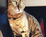 Кошки в Ардоне: Бенгальская кошка, 13 000 руб. - фото 10
