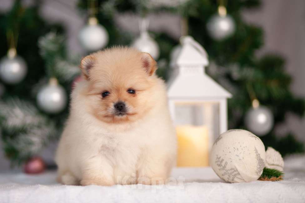 Собаки в Москве: Девочка померанского шпица Девочка, 40 000 руб. - фото 1