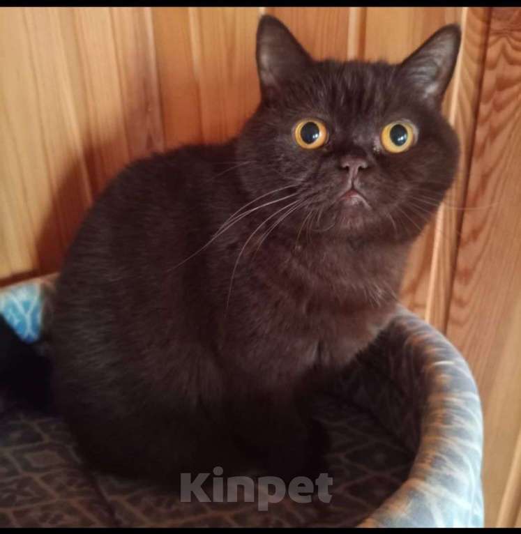 Кошки в Выборге: Спокойная Шотландская кошка в дар Девочка, Бесплатно - фото 1