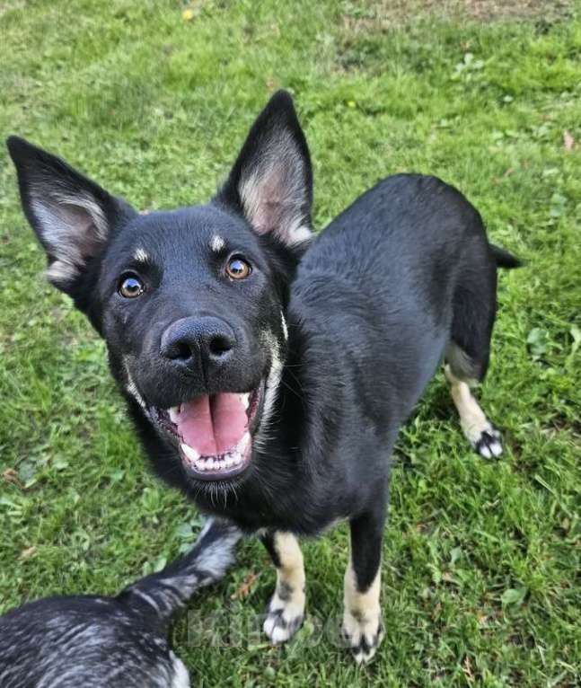 Собаки в Москве: Щенок метис овчарки Лея в добрые руки Девочка, Бесплатно - фото 2