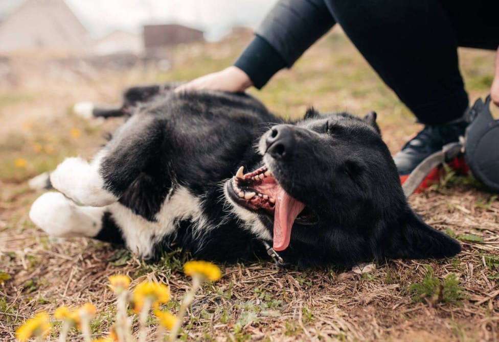 Собаки в Дмитрове: Пес Сева ищет дом! Мальчик, Бесплатно - фото 3
