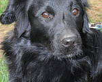 Собаки в Москве: Дарси, скромный пес Мальчик, Бесплатно - фото 5