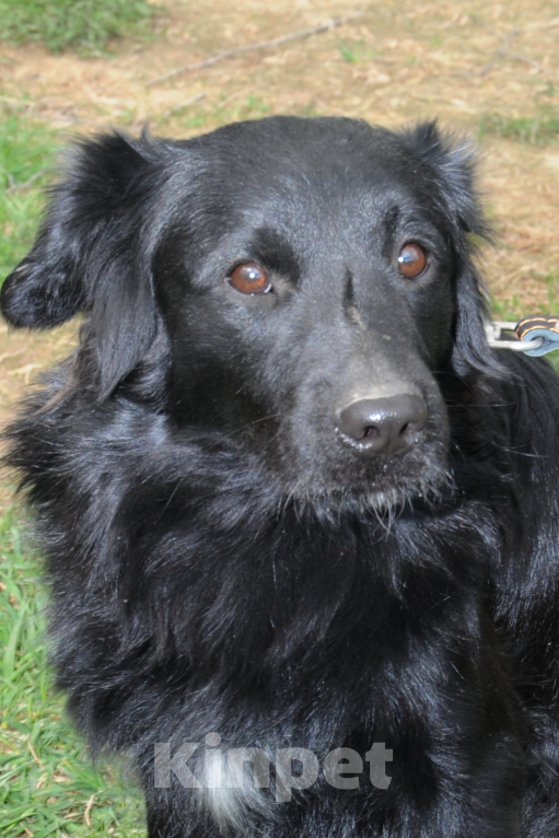 Собаки в Москве: Дарси, скромный пес Мальчик, Бесплатно - фото 5