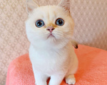 Кошки в Санкт-Петербурге: Золотая шиншилла пойнт Девочка, 25 000 руб. - фото 8