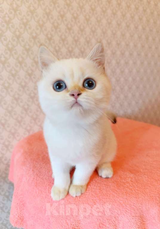 Кошки в Санкт-Петербурге: Золотая шиншилла пойнт Девочка, 25 000 руб. - фото 8