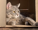 Кошки в Красноярске: Томас Мальчик, 1 руб. - фото 2