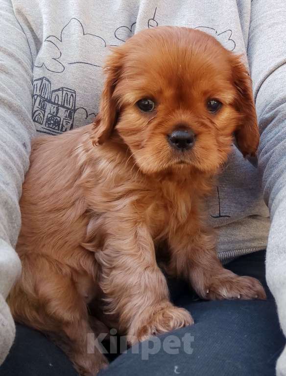 Собаки в Москве: Кавалер Кинг Чарлз Спаниель  девочка принцесса рубин Девочка, 90 000 руб. - фото 4