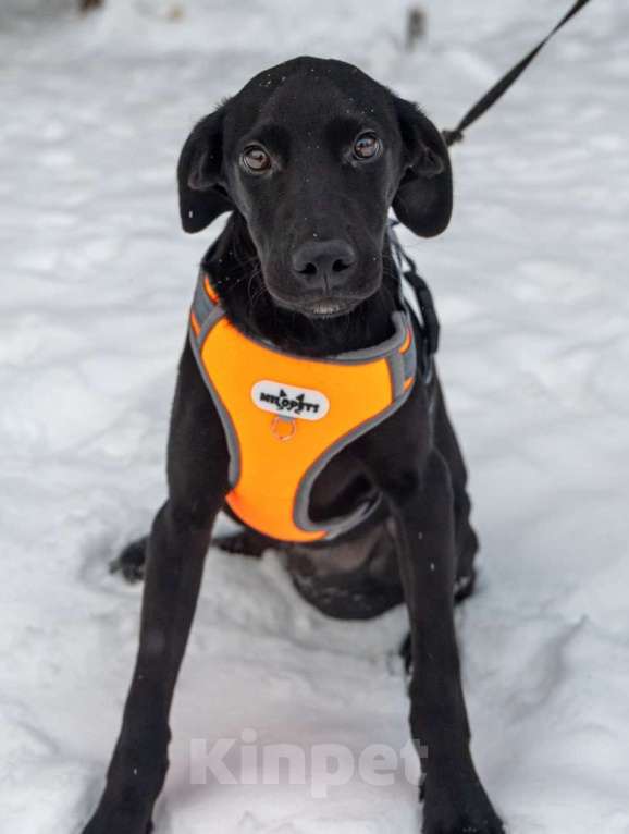 Собаки в Химках: Лора в поиске дома Девочка, Бесплатно - фото 4