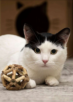 Кот в добрые руки 