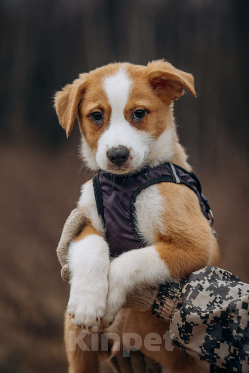 Собаки в Москве: Рыжик ищет дом Мальчик, Бесплатно - фото 8