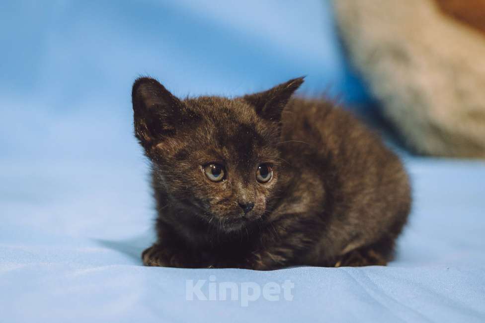 Кошки в Москве: Котенок девочка в добрые руки Девочка, 10 руб. - фото 3