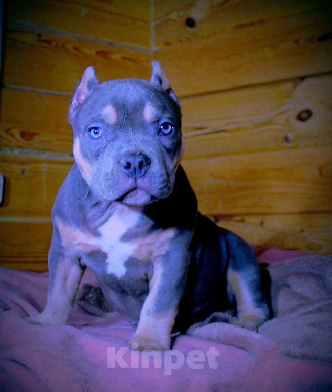 Собаки в Кирове: Подрастает малышка Девочка, 80 000 руб. - фото 6