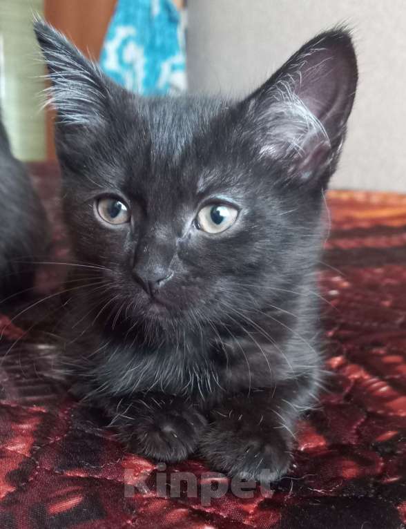 Кошки в других городах Московской области: Котята в добрые руки Мальчик, Бесплатно - фото 6