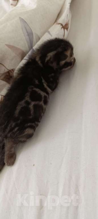 Кошки в Ивантеевке: D002 Девочка, 80 000 руб. - фото 4