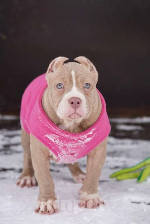 Собаки в Москве: Американский булли Классик Девочка, 150 000 руб. - фото 3