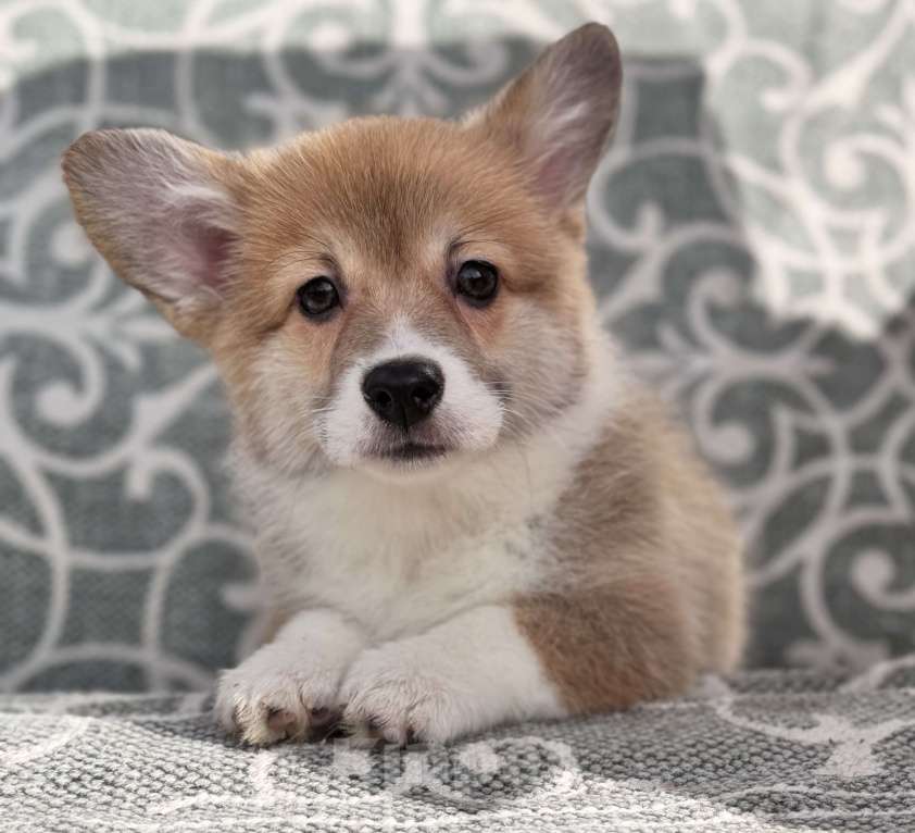 Собаки в Пушкино: щенки вельш корги пемброк Девочка, 50 000 руб. - фото 2