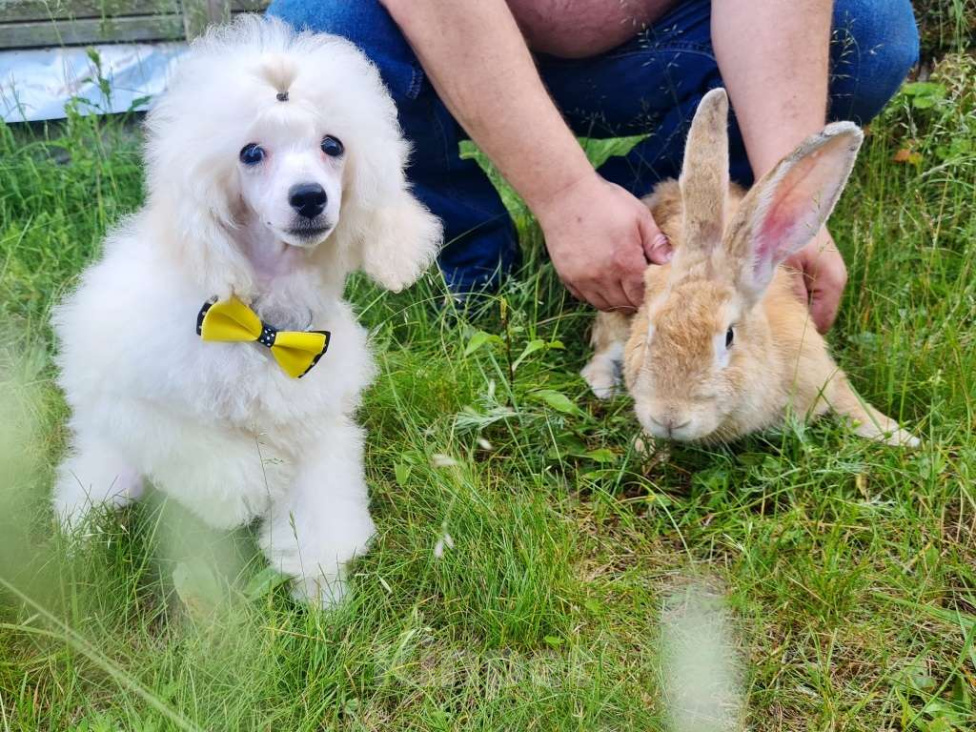 Собаки в Москве: Щенок миниатюрного  пуделя Мальчик, 50 000 руб. - фото 8