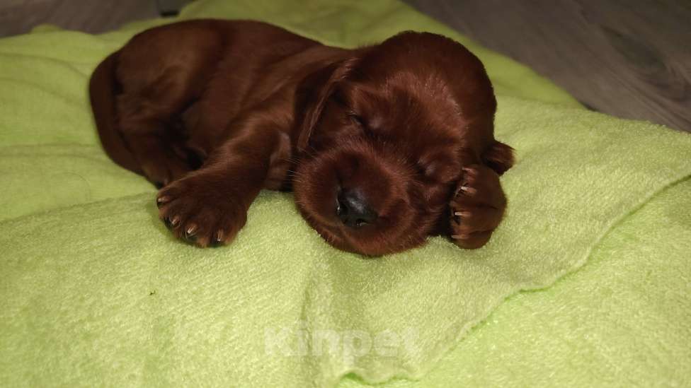 Собаки в Новосибирске: Щенки ирландского сеттера Девочка, 60 000 руб. - фото 1