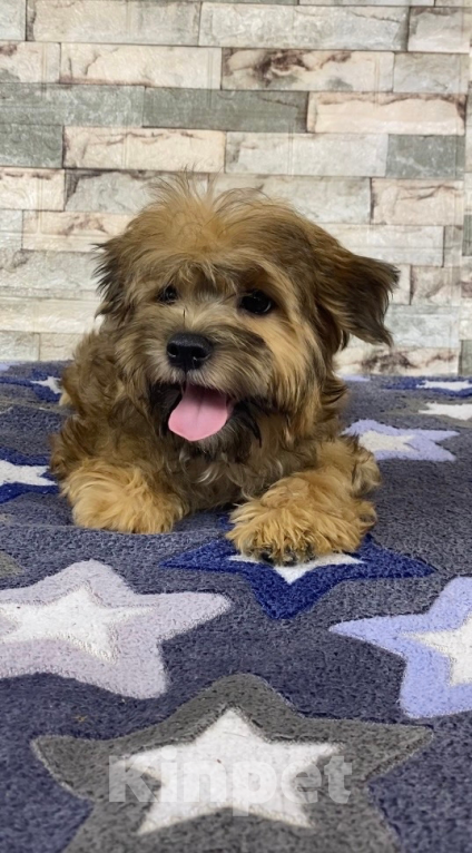 Собаки в Москве: Цветной йорк -щенок  Мальчик, 25 000 руб. - фото 4