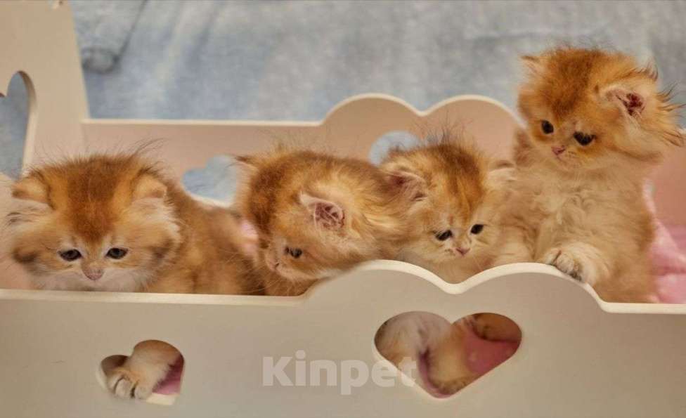 Кошки в Челябинске:  Британская золотая шиншилла ny 12 Девочка, 55 000 руб. - фото 6