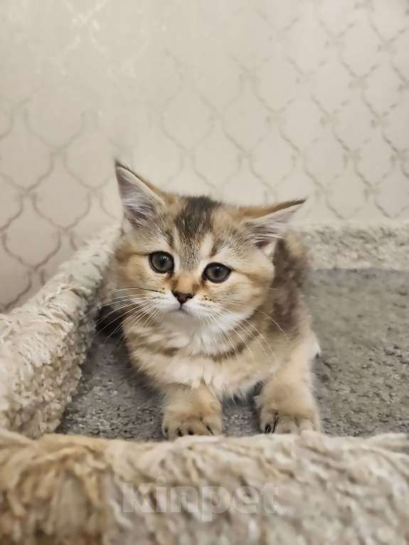 Кошки в Москве: Шотландские котята Девочка, 24 999 руб. - фото 3