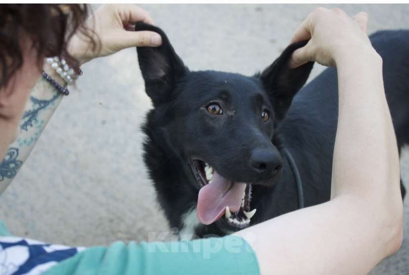 Собаки в Ярославле: Альма в добрые руки Девочка, Бесплатно - фото 2