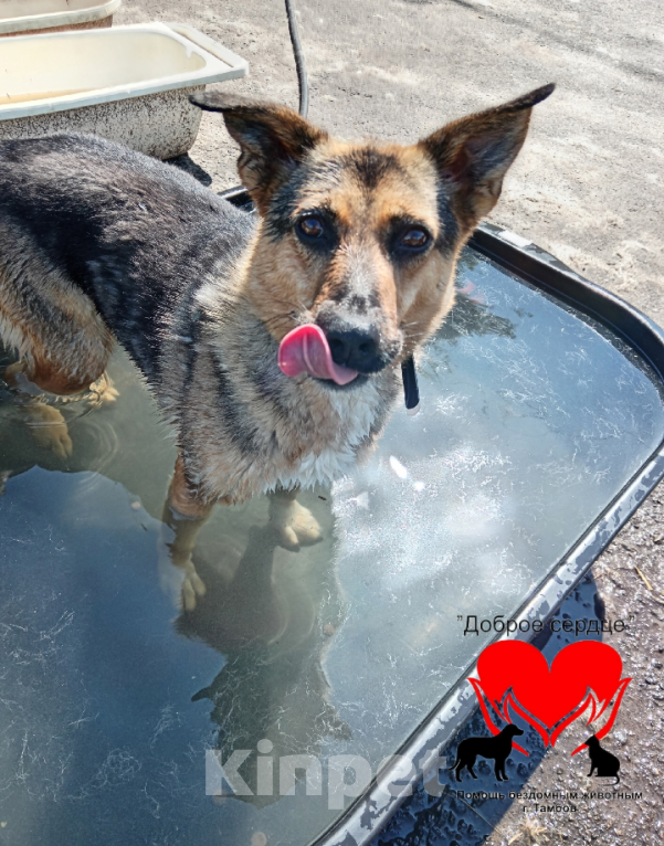 Собаки в Тамбове: Милана Девочка, Бесплатно - фото 2