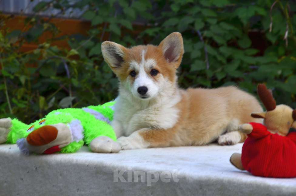 Собаки в Тамбове: Корги щенки Мальчик, 50 000 руб. - фото 4