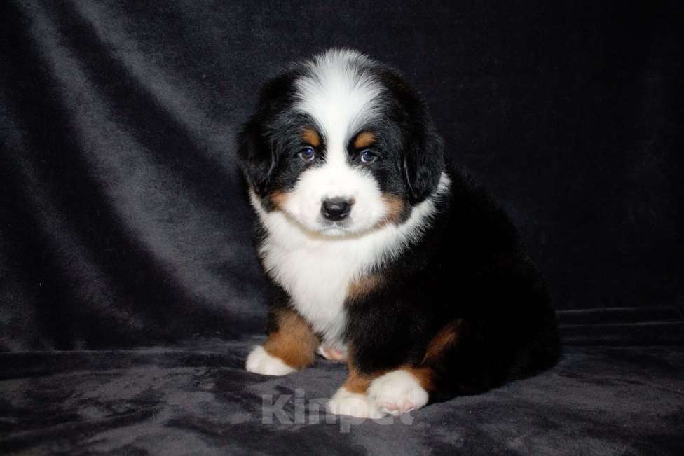Собаки в других городах Московской области: Бернский зенненхунд Девочка, 70 000 руб. - фото 4