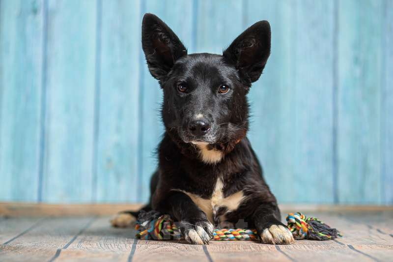 Собаки в Москве: Вельш корги кардиган Мартик в добрые руки Мальчик, 1 руб. - фото 4