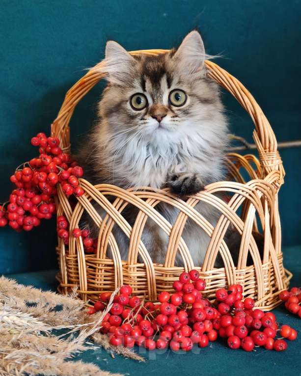 Кошки в Москве: Длинношертсная шотландская кошечка Девочка, 55 000 руб. - фото 3