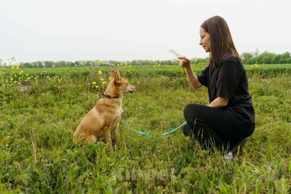 Собаки в Москве: КРАСАВИЦА ДУСЯ Девочка, Бесплатно - фото 4