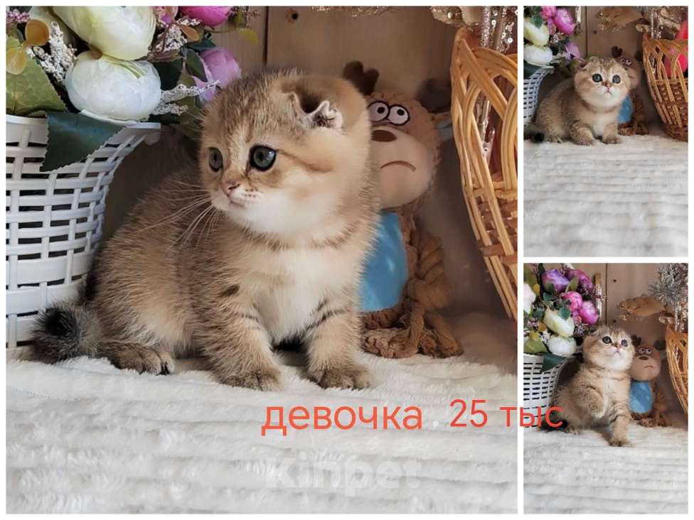 Кошки в Краснодаре: Котята Золотая шиншилла Мальчик, Бесплатно - фото 2