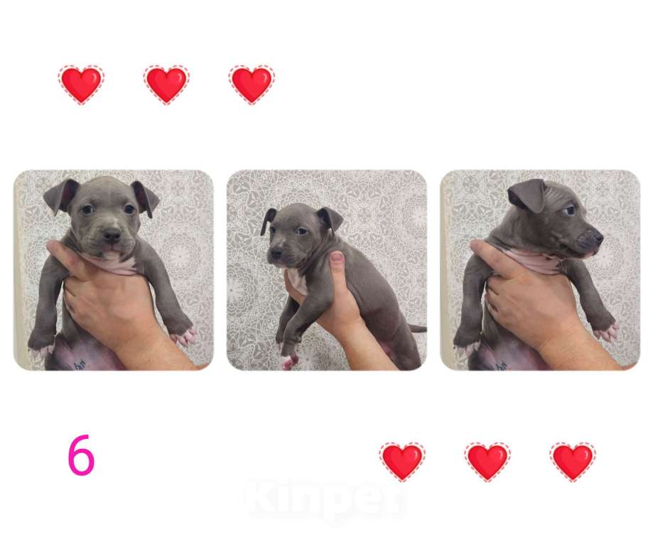 Собаки в Ивантеевке: Щенки Американский Стафаршиский Терьер  Девочка, 60 000 руб. - фото 2