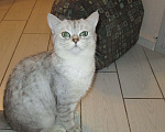 Кошки в Краснодаре: Отдам породистого котёнка даром Мальчик, Бесплатно - фото 3