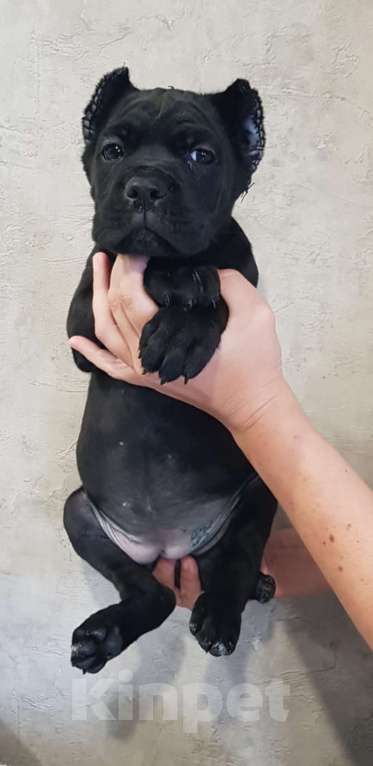 Собаки в Москве: Щенки кане корсо Девочка, 60 000 руб. - фото 9