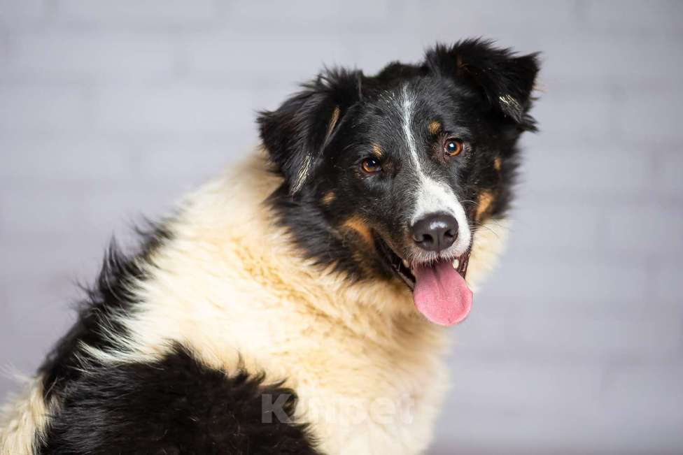 Собаки в Москве: Тайсон — красивый и добрый, но Бездомный Мальчик, 1 руб. - фото 4