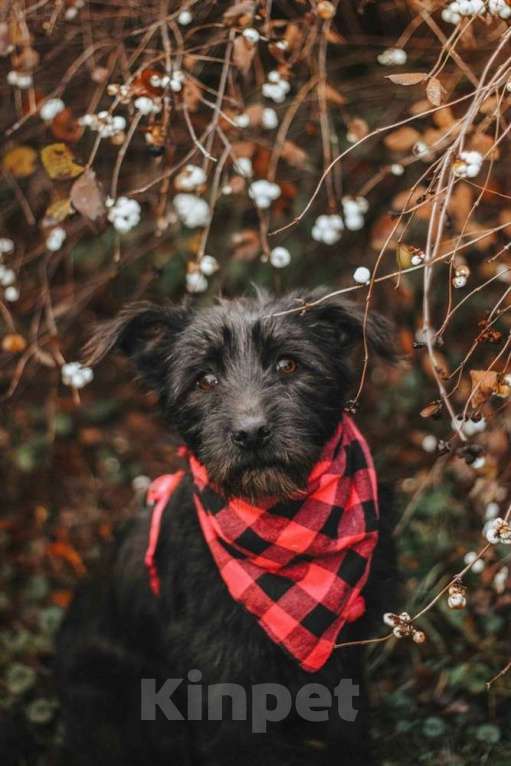 Собаки в Москве: Бородатик Соня ищет дом Девочка, 1 руб. - фото 3