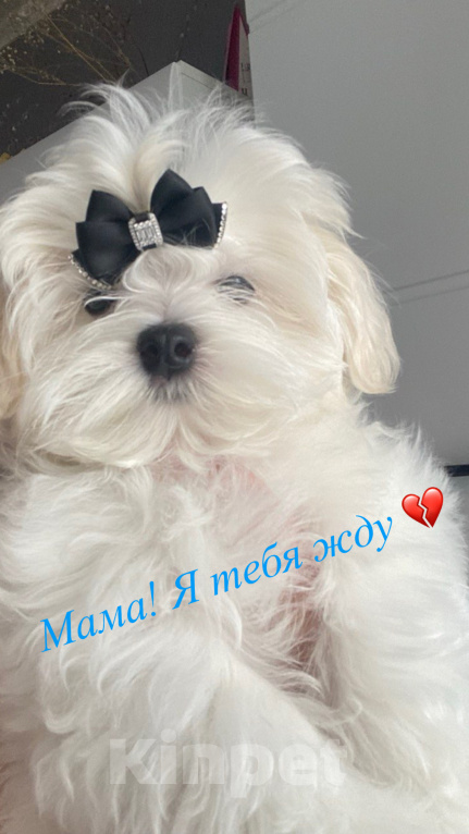 Собаки в Барнауле: Мальчик мальтезе( мальтийская болонка) Мальчик, Бесплатно - фото 2
