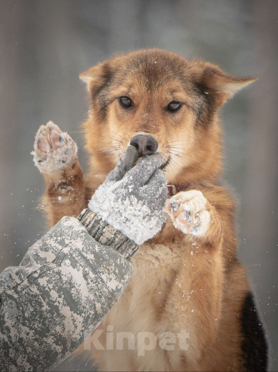 Собаки в Клине: Миндаль — милая карамельная очаровашка, которая ждёт своего Человека Девочка, Бесплатно - фото 4