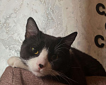Кошки в Москве: Кот диего Мальчик, Бесплатно - фото 1