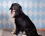 Собаки в Москве: Черный спаниель Таис в добрые руки Мальчик, 1 руб. - фото 6