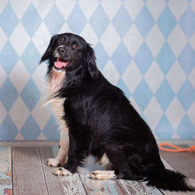 Собаки в Москве: Черный спаниель Таис в добрые руки Мальчик, 1 руб. - фото 6