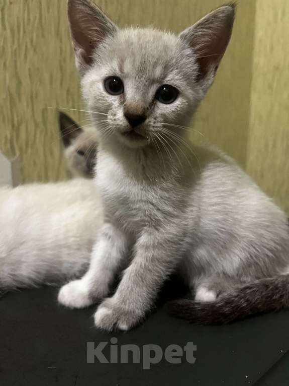 Кошки в других городах Воронежской области: Котята Девочка, Бесплатно - фото 8